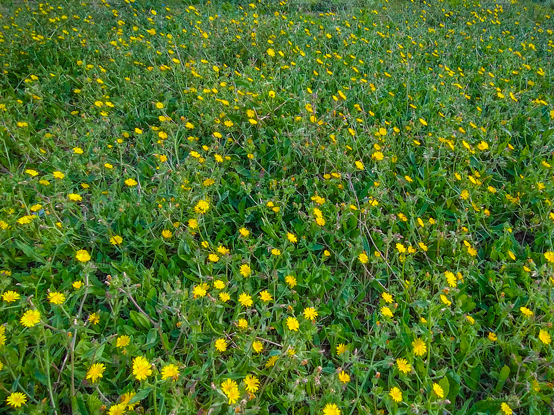 Green meadow with yellow wildflowers background, a Nature Photo by DanFLCreativo
