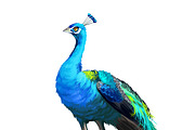 Tropical Birds SET, Exotic Species, an Animal Illustration by Dneprstock (Thumbnail 8 of 10)