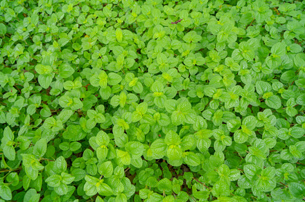 Green vegetable plant leaves of trees in garden pattern surface, a Background Photo by Tampatra