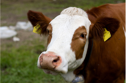 Friendly cow in Tyrol
