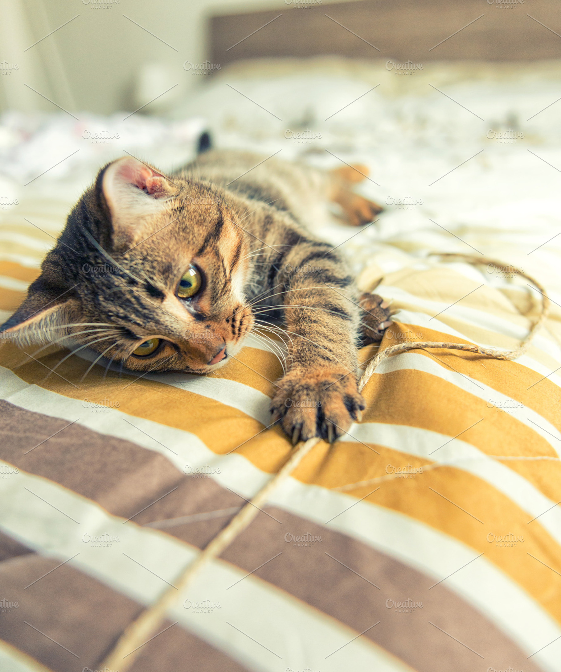 Tabby cat  plays on bed stock photo containing cat and pet, an Animal Photo by Giordano Aita Graphics