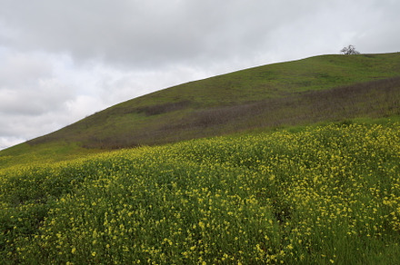 Mount Diablo and San Ramon after a storm, a Nature Photo by uncreative