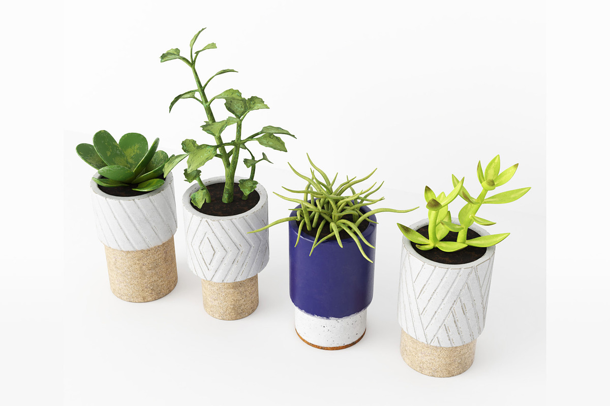 Decorative Plants, a Furniture 3D Model by 3DCargo (Photo 4 of 9)