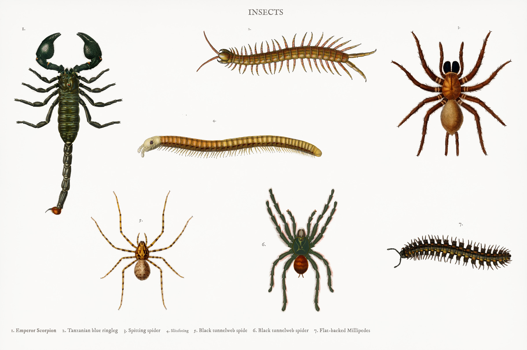 Different types of millipeds, a Photo by rawpixel