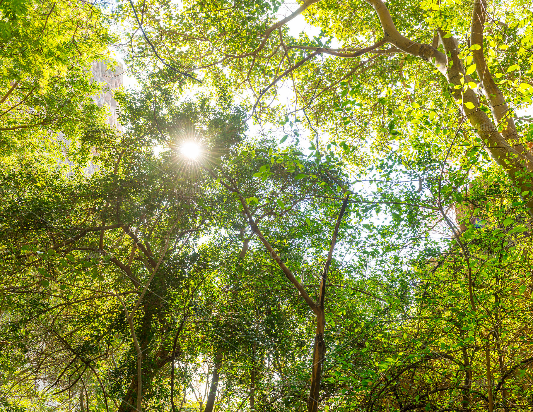 Jungle Canopy Africa, a Nature Photo by THP Creative