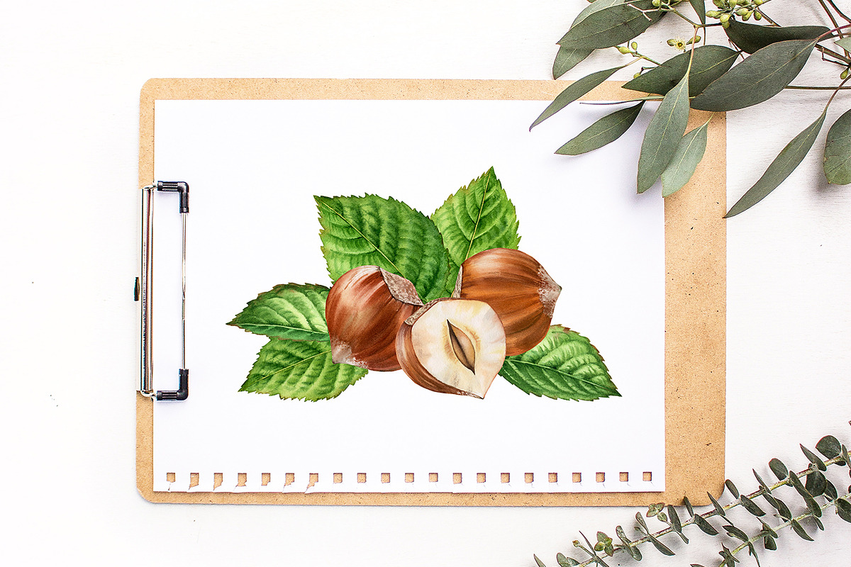 Hazelnuts Watercolor Set, a Food Illustration by Akvarelldesign (Photo 3 of 3)