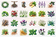 Medicinal Herbs Clipart, an Illustration by CreationArt (Thumbnail 3 of 3)