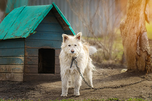 Dog on a chain. The dog protects the, an Animal Photo by AlexBush