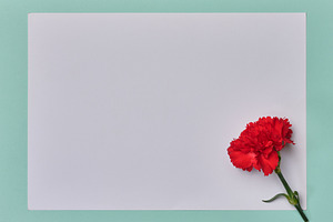 Red carnation on white sheet of paper, mint background, free spa, a Holiday Photo by ndanko
