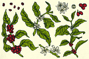 Arabica Assortment, a Food Illustration by melissadn (Thumbnail 2 of 5)