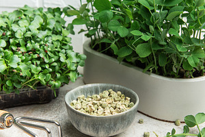 Microgreens growing kit with radish and pea sprouts and seeds, a Food & Drink Photo by Olena Rudo