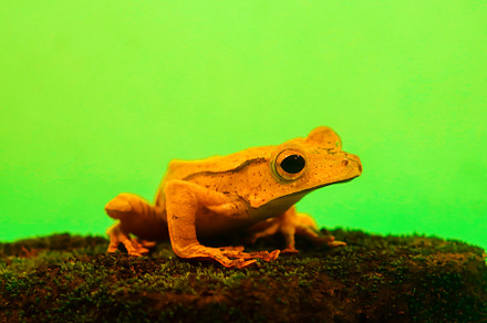 Wallace's flying frog, frogs, tree f