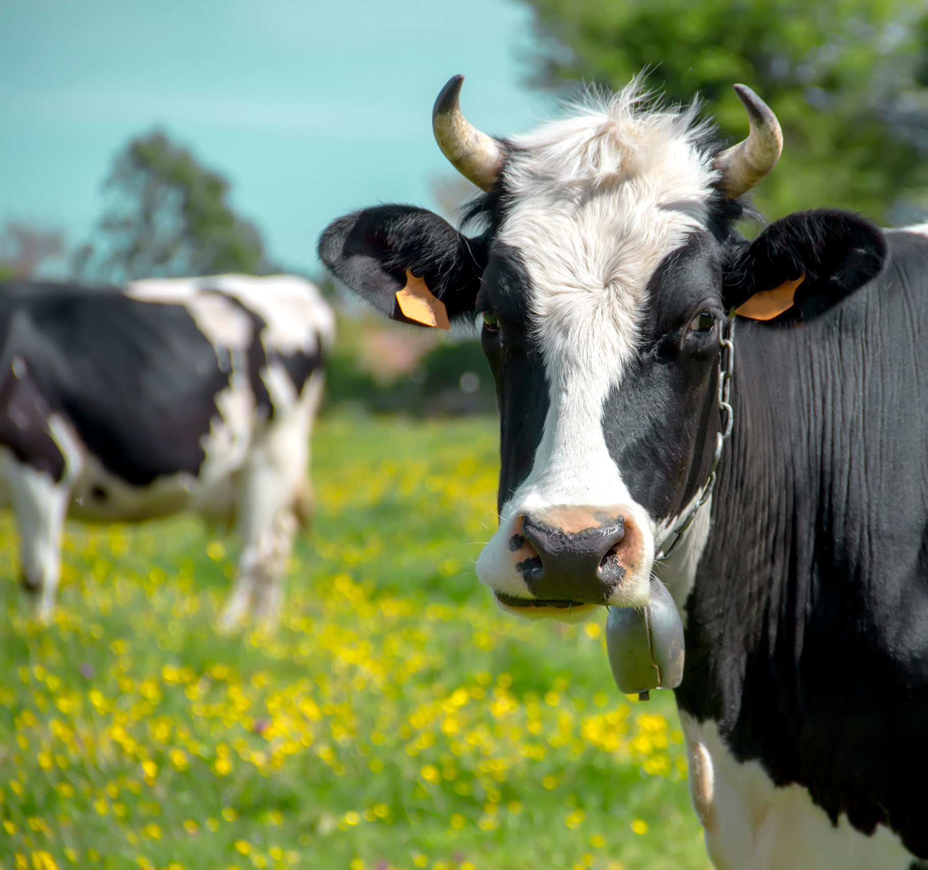 Cow containing agriculture, animal, and background, an Animal Photo by MarcoGovel