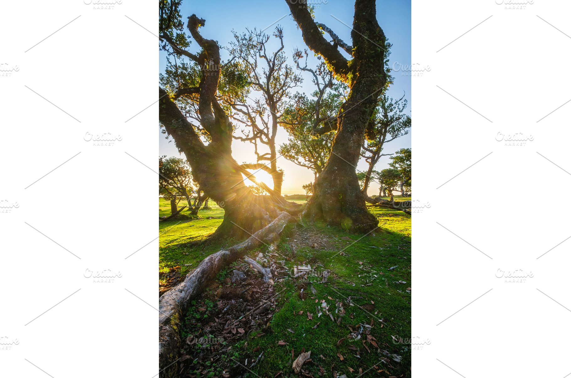 Fanal forest trees on Madeira island, a Nature Photo by f9photos