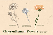 Flowers. Chrysanthemums, an Illustration by irina.vaneeva (Thumbnail 7 of 8)