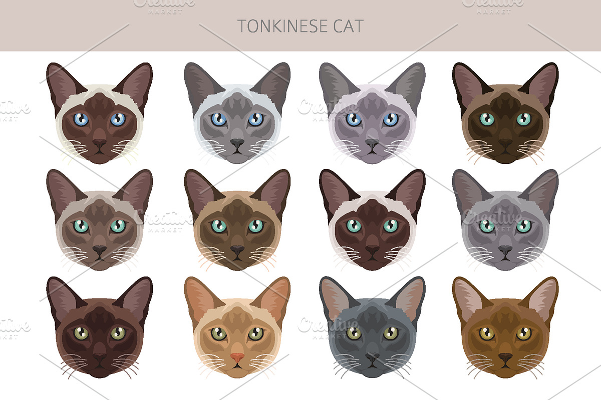 Tonkinese cat clip art, an Animal Illustration by pet design shop (Photo 4 of 5)