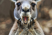 236 surprised animals, an Animal Photo by Handmadefont (Thumbnail 199 of 241)
