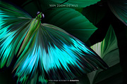 Riodinidae — Luxury Seamless Pattern, a Pattern Graphic by Designnina Shop (Thumbnail 12 of 14)