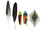 Feather Collection, an Illustration by KiNA (Thumbnail 2 of 2)