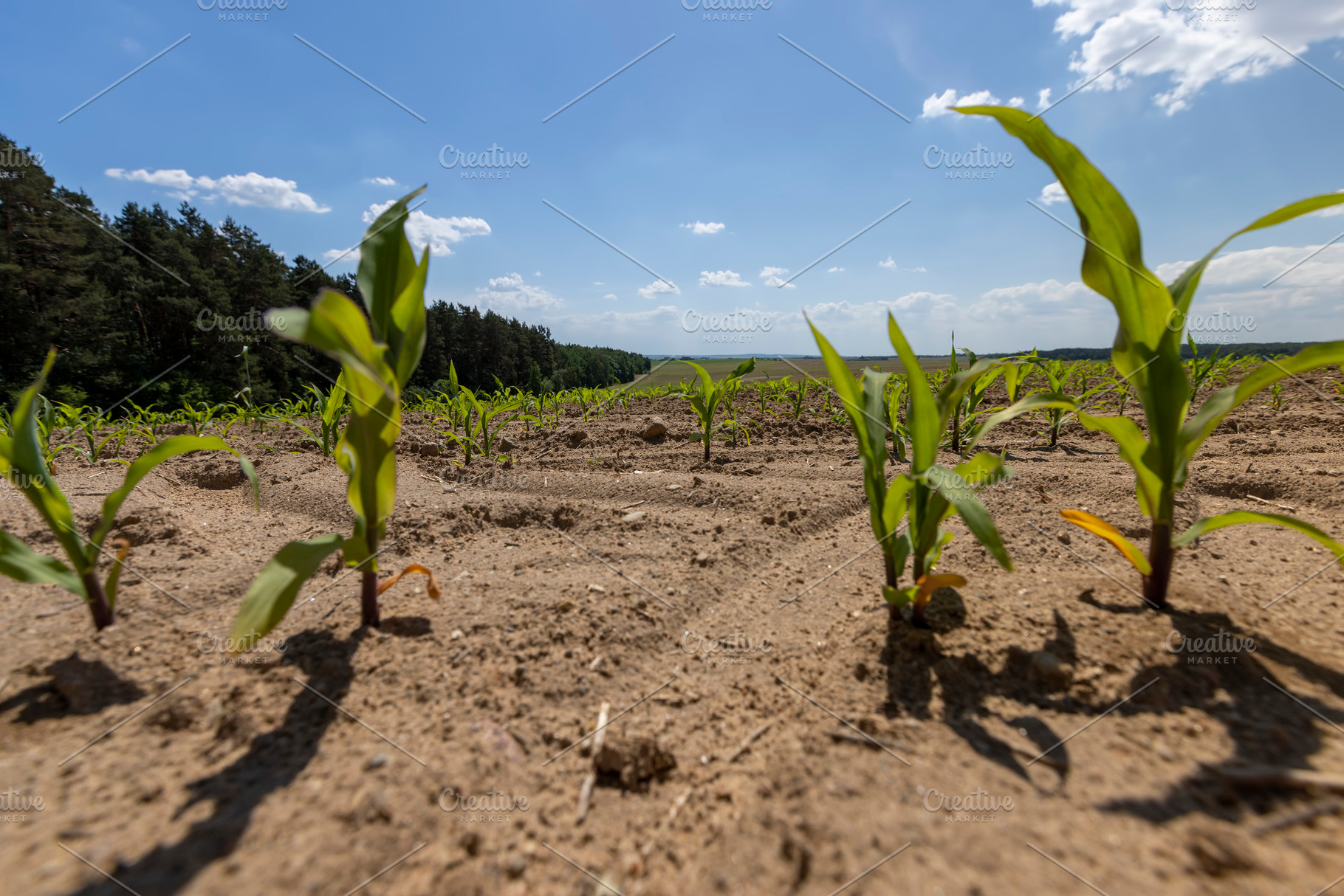 growing sweet corn in eastern Europe against a blue sky, a Photo by rsoollAI