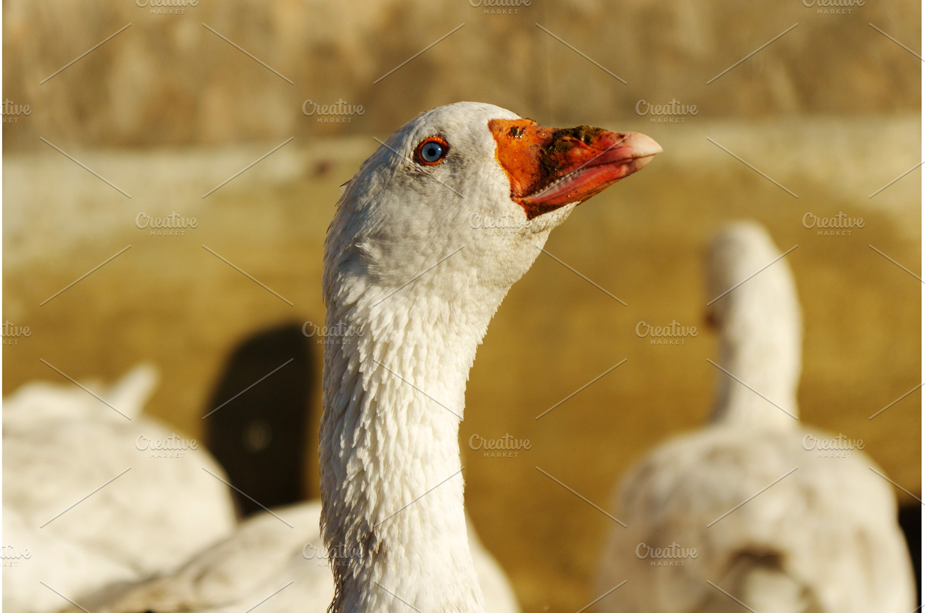 Graceful goose gazing curiously in, an Animal Photo by darksoul72