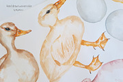 Watercolor Life Cycle Collection, an Education Illustration by MayaNavits (Thumbnail 9 of 15)