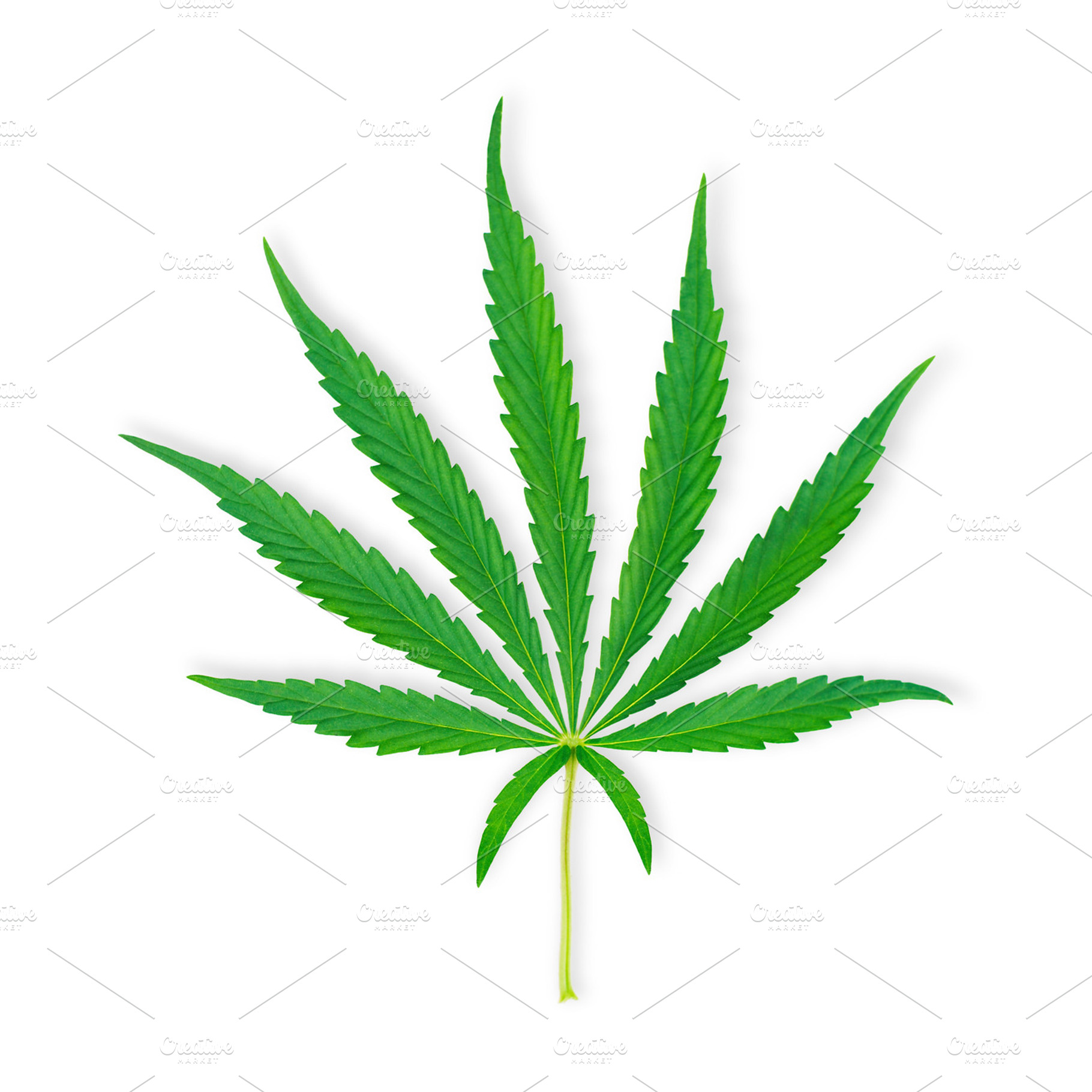 Green isolated leaf of marihuana, a Background Photo by LaserPrint