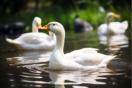 Duck pond swim lake pond. Generate, an Animal Photo by Ylivdesign