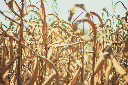 Dried Corn Stock Photo Containing Dried And Drought preview 4