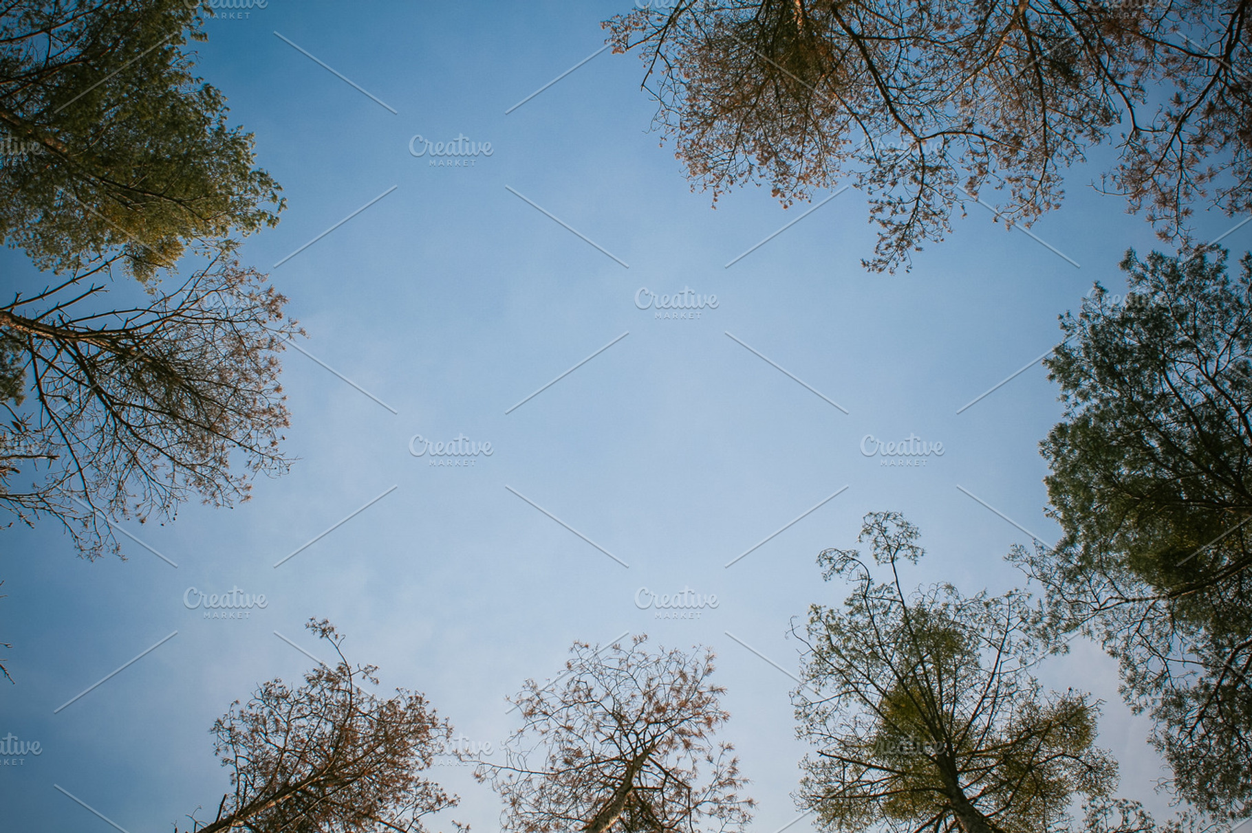 High ceiling office containing forest, sky, and abstract
