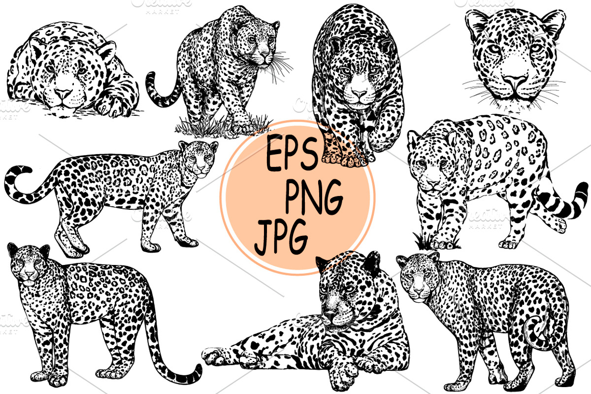 Leopards 5, an Animal Illustration by Ecaterina Sciuchina (Photo 1 of 3)