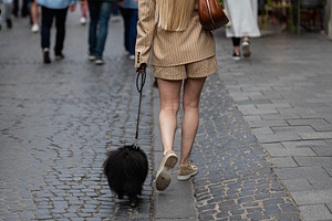 Person walking stylish black dog on paved street in urban setting, a Photo by AS photostudio
