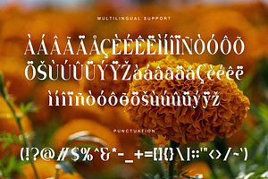 Marigold - Classy Serif Font