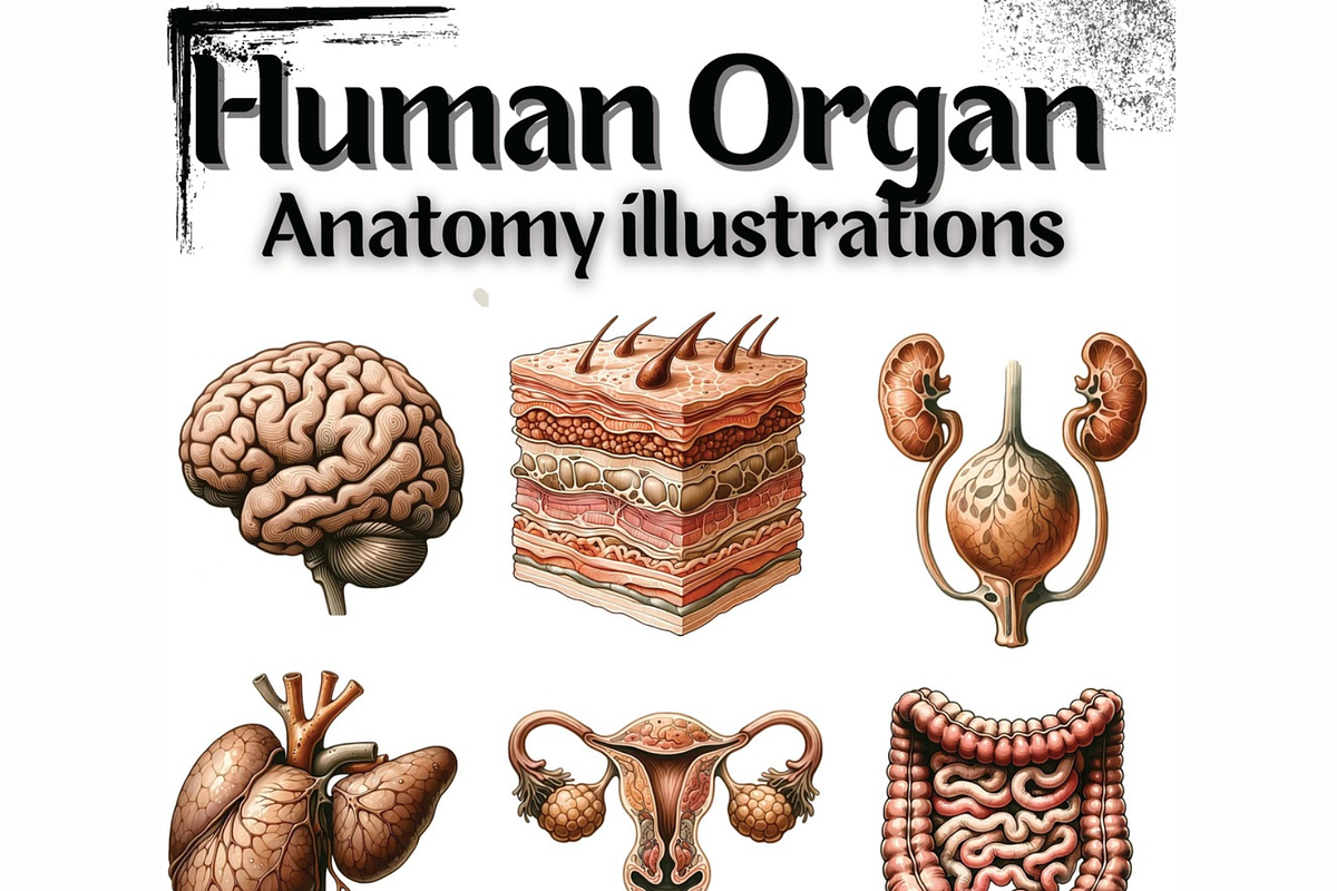 Human Organ Anatomy Collection, an Education Illustration by Sourcedigi (Photo 1 of 3)