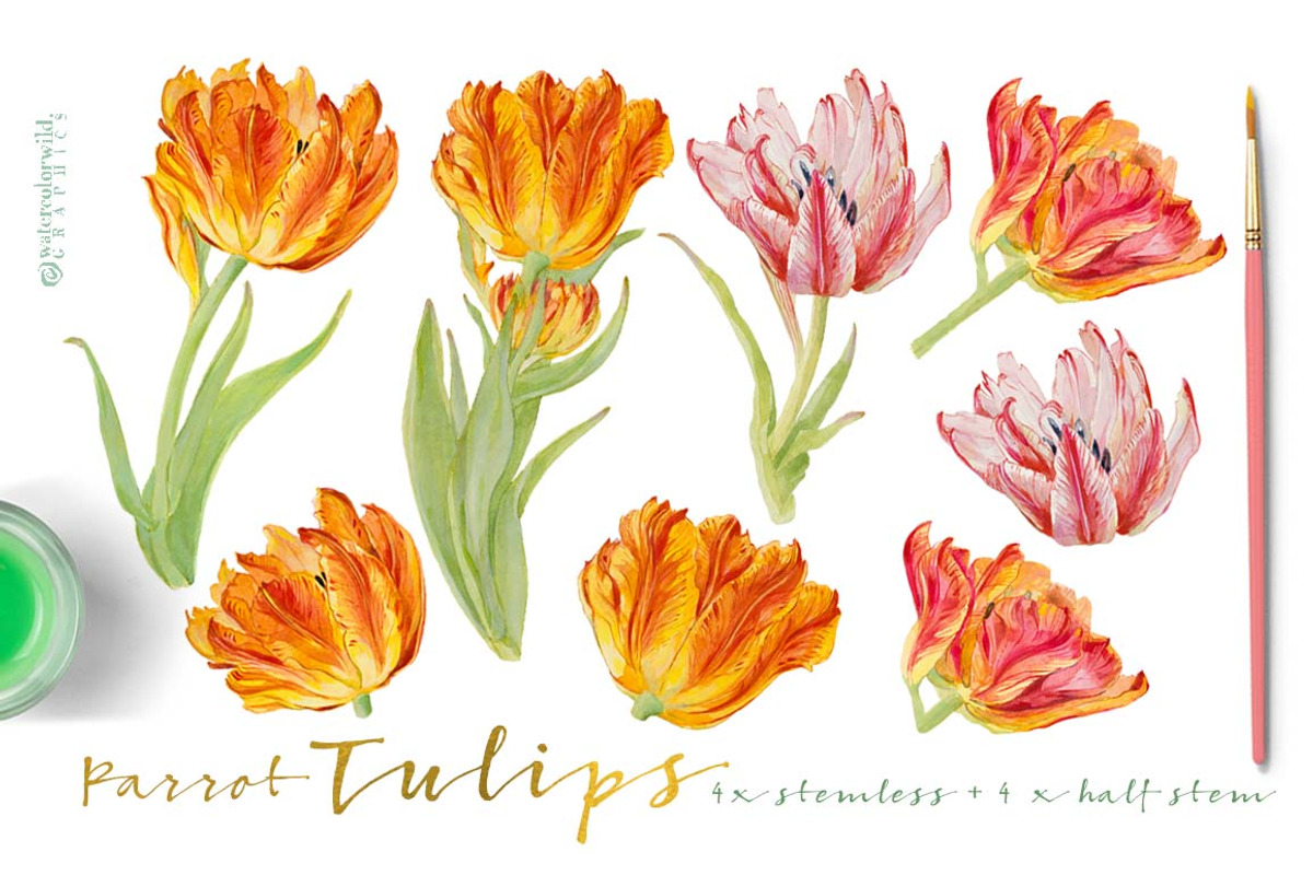 Vintage Parrot Tulips-Clipart set, an Illustration by watercolorwild.graphics (Photo 2 of 6)