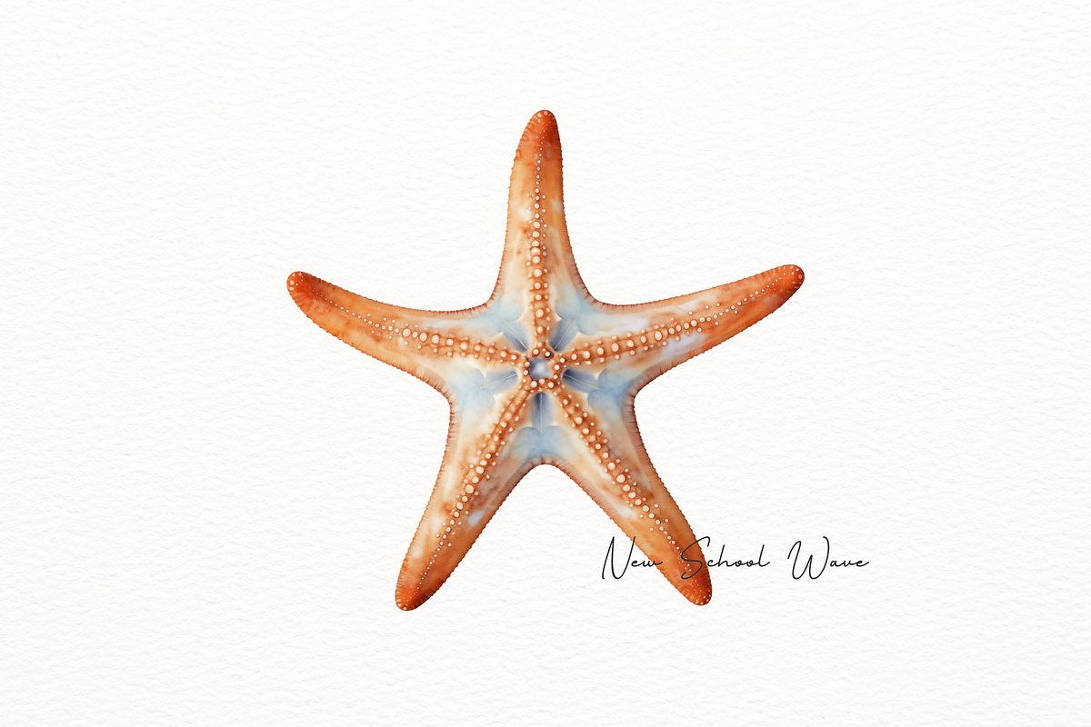 Realistic Starfish and Shell Clipart, an Animal Illustration by New-School-Wave (Photo 2 of 5)