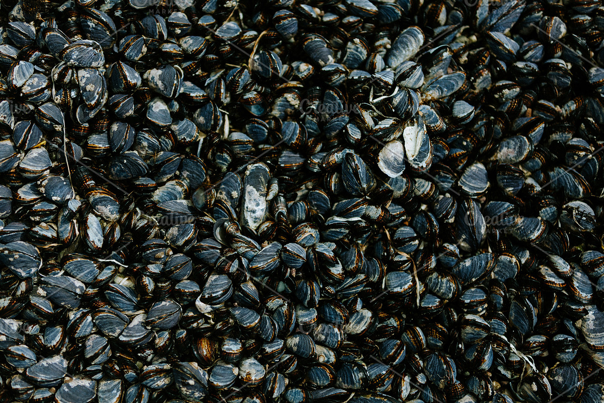 Living Mussel Shells, a Nature Photo by westcoastlife (Photo 2 of 2)