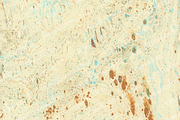 Watercolor bark paper, a Texture Graphic by le-genda (Thumbnail 15 of 15)