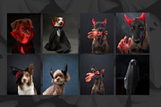 Trick or Treat Halloween Dog Photo, a Holiday Photo by Animalistica (Thumbnail 2 of 4)