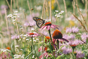 Monarch Butterfly in a Prairie, a Nature Photo by Made by T