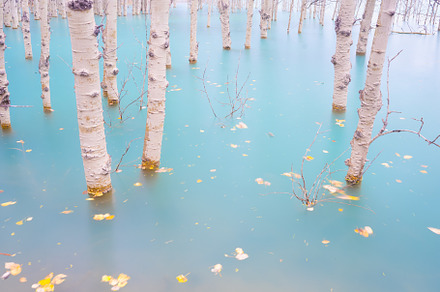 Birch forest in turquoise water., a Nature Photo by Landscape and travel