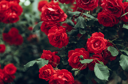 Red rose bush growing in garden containing background, texture, and postcard