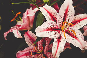 FLORAL HERO LILIES