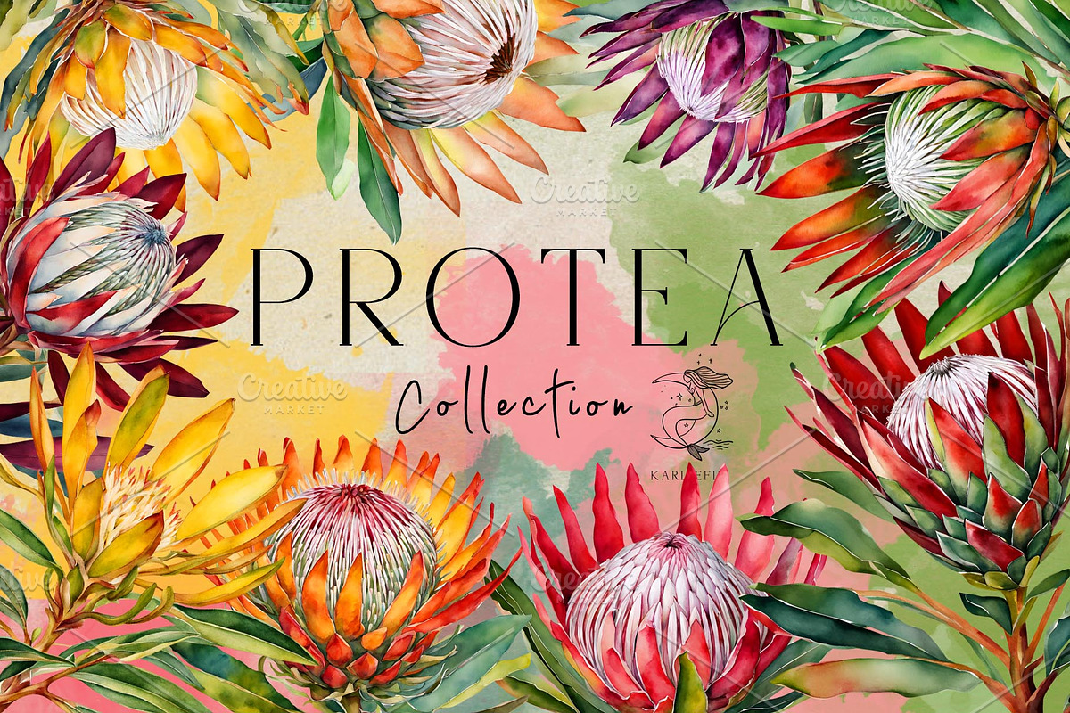 King Protea Watercolor Collection, a Decorative Illustration by Karliefie (Photo 1 of 5)