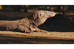 Komodo dragon resting on the ground, an Animal Photo by Goinyk