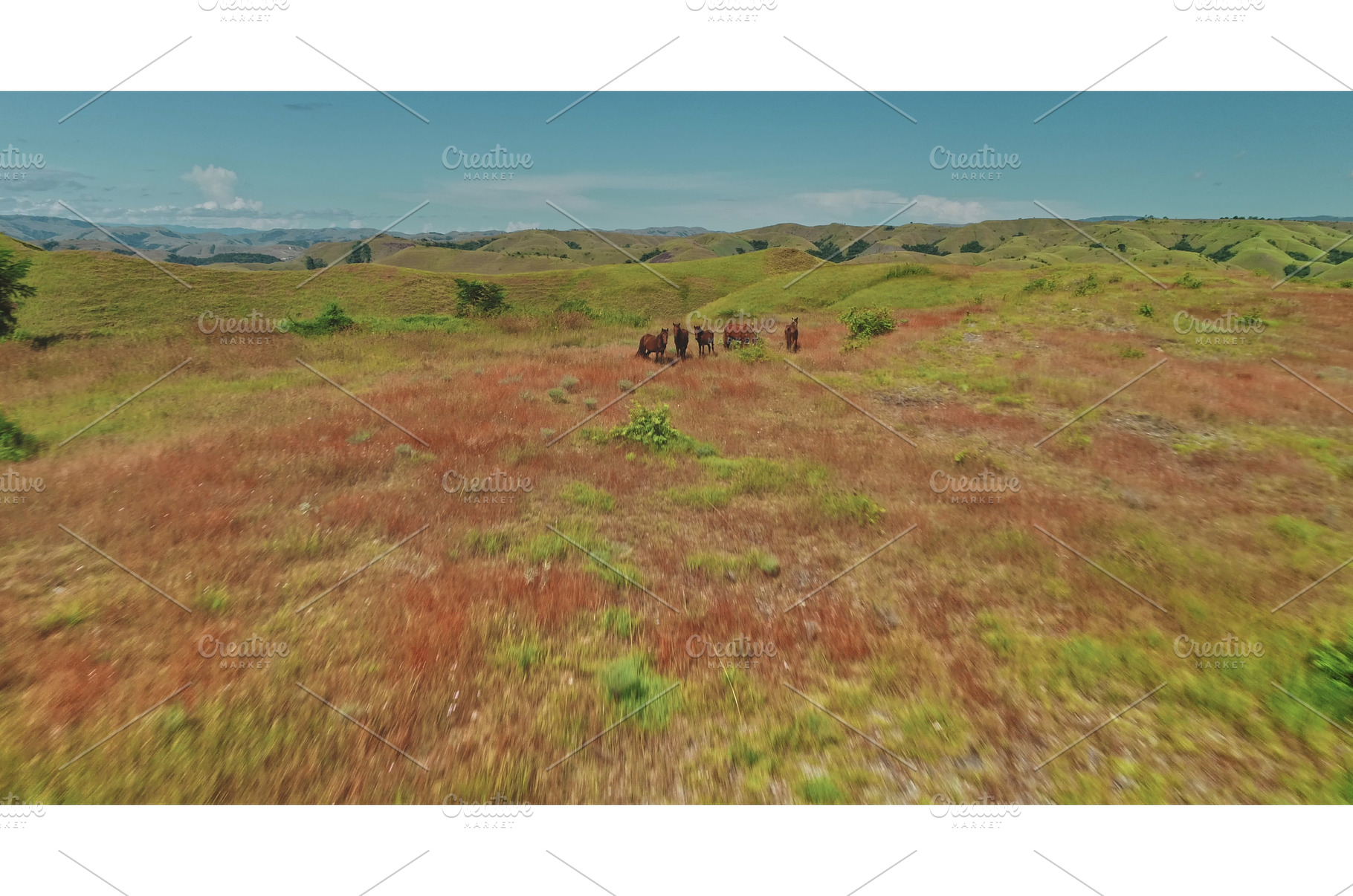 Wild horses grazing in the, an Animal Photo by Goinyk