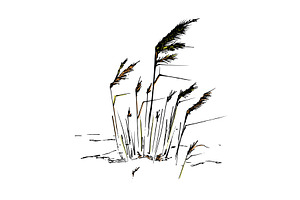 Grass and dry plants. Hand-drawn