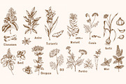 Vintage Spices and Herbs Design Kit, a Food Illustration by Artspace (Thumbnail 3 of 8)