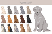 Weimardoodle. Weimaraner Poodle mix, an Illustration by pet design shop (Thumbnail 3 of 6)
