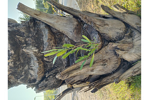 Plant emerges from a palm, a Nature Photo by LogosDen